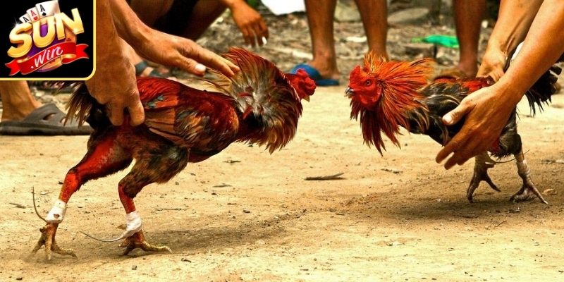 Đấu kê truyền thống